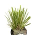 Kép 3/5 - Cortaderia selloana Alba pampafű