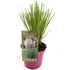 Kép 4/5 - Cortaderia selloana Alba pampafű