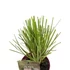 Kép 5/5 - Cortaderia selloana Alba pampafű