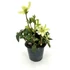 Kép 2/2 - Helleborus - hunyor 