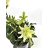 Kép 1/2 - Helleborus - hunyor 