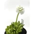 Kép 4/6 - Primula denticulata - gömbös kankalin több színben