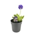 Kép 1/6 - Primula denticulata - gömbös kankalin több színben