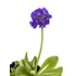 Kép 2/6 - Primula denticulata - gömbös kankalin több színben