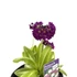 Kép 6/6 - Primula denticulata - gömbös kankalin több színben