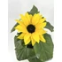 Kép 1/3 - Helianthus - cserepes napraforgó 