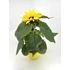 Kép 3/3 - Helianthus - cserepes napraforgó 