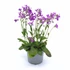 Kép 1/2 - Arabis Blepharophylla - Ikravirág - 12/28