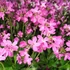Kép 2/2 - Arabis Blepharophylla - Ikravirág - 12/28