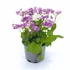 Kép 1/2 - Arabis Caucasica - Ikravirág - 12/30 rózsaszín
