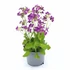Kép 1/2 - Arabis Caucasica - Ikravirág - 12/30 lila
