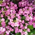 Kép 2/2 - Arabis Caucasica - Ikravirág - 12/30 lila