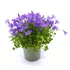 Kép 1/2 - Campanula Port. Ocean - Harangvirág - 11/22