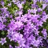 Kép 2/2 - Campanula Port. Ocean - Harangvirág - 11/22