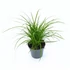 Kép 1/2 - Carex Brunnea - Sás - 6/17