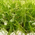 Kép 2/2 - Carex Brunnea - Sás - 6/17