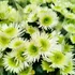 Kép 2/2 - Chrysanthemum Splash Meadow - Krizantém - 12/26