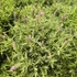 Kép 2/2 - Lavandula Stoechas - Levendula - 17/35