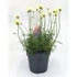 Kép 1/2 - Rhodanthemum Zagora Yellow - Francia margaréta - 17/45