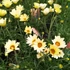 Kép 2/2 - Rhodanthemum Zagora Yellow - Francia margaréta - 17/45