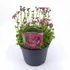 Kép 1/2 - Saxifraga Arendsii Marto Rose - Kőtörőfű - 13/24
