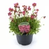 Kép 1/2 - Saxifraga Arendsii Red - Kőtörőfű - 13/24