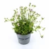 Kép 1/2 - Saxifraga - Kőtörőfű - 12/25 halvány rózsaszín