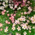 Kép 2/2 - Saxifraga Arendsii Red - Kőtörőfű - 13/24