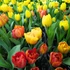 Kép 2/2 - Tulip Flaming Baby - Tulipán - 9/12-34