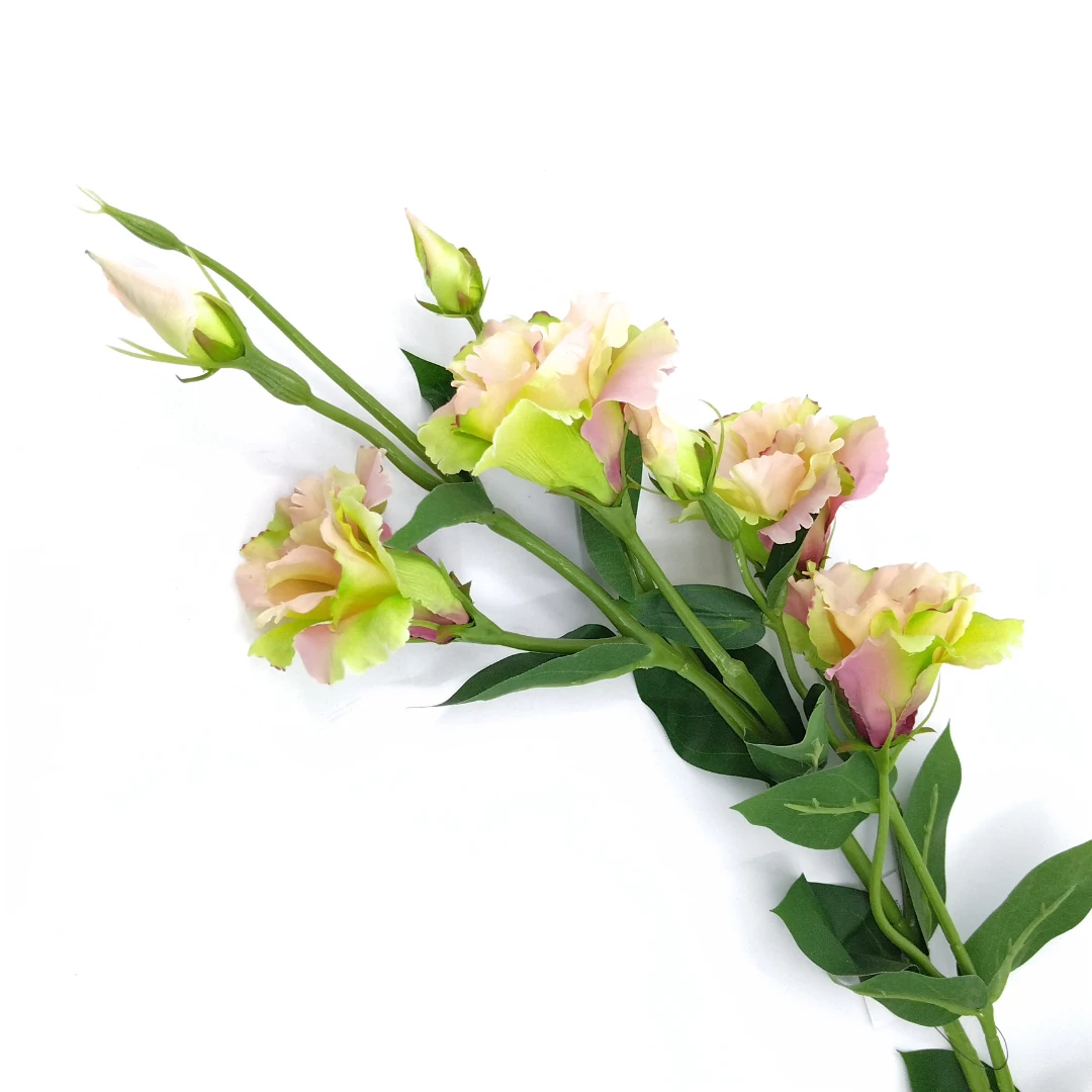 Lizianthus x5 zöld+rózsaszín SUN345