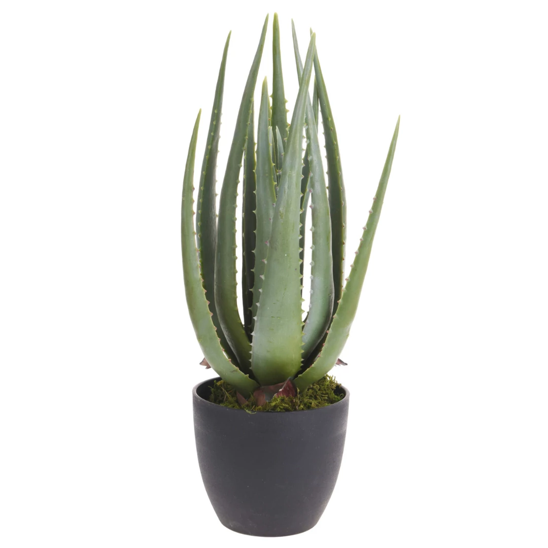 Aloe vera cserépben 45 cm