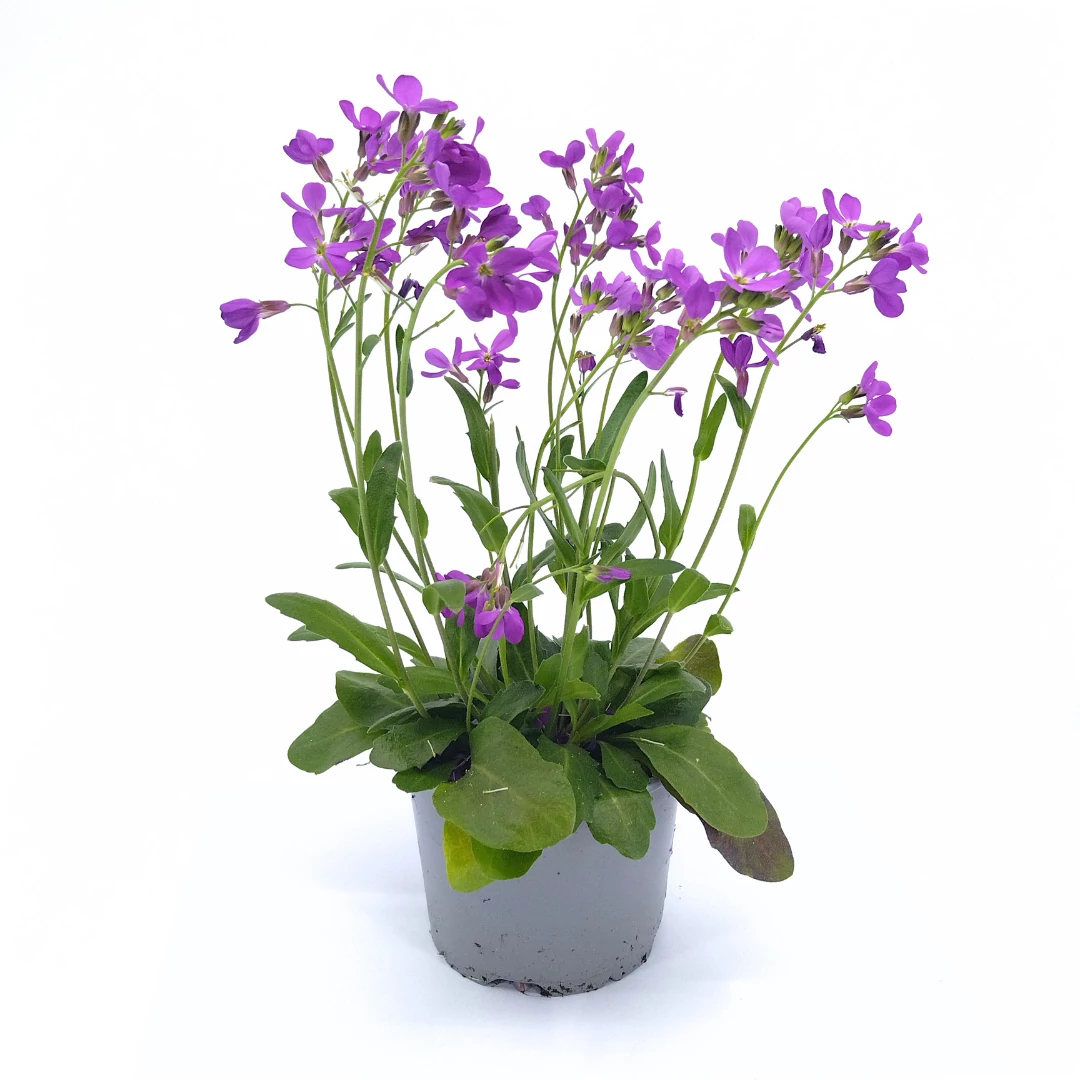Arabis Blepharophylla - Ikravirág - 12/28