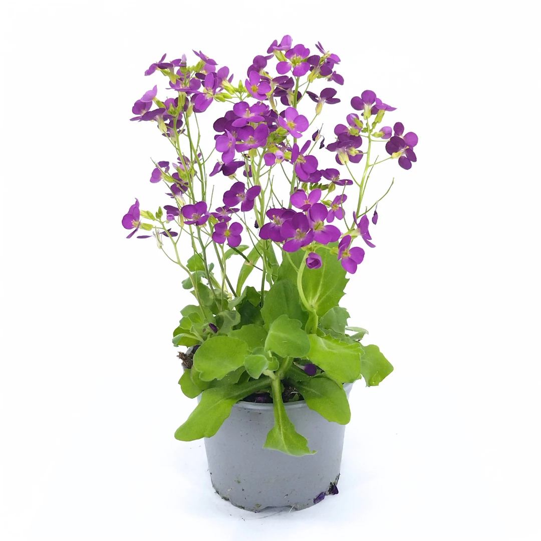 Arabis Caucasica - Ikravirág - 12/30 lila