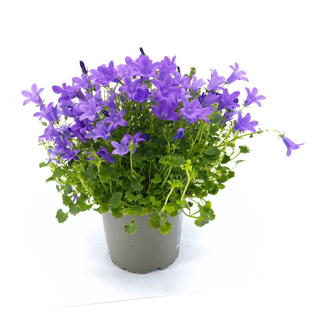 Campanula Port. Ocean - Harangvirág - 11/22
