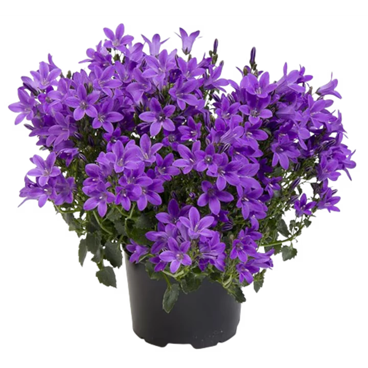 Campanula portenschlagiana - kárpáti harangvirág 12 cm cserépben