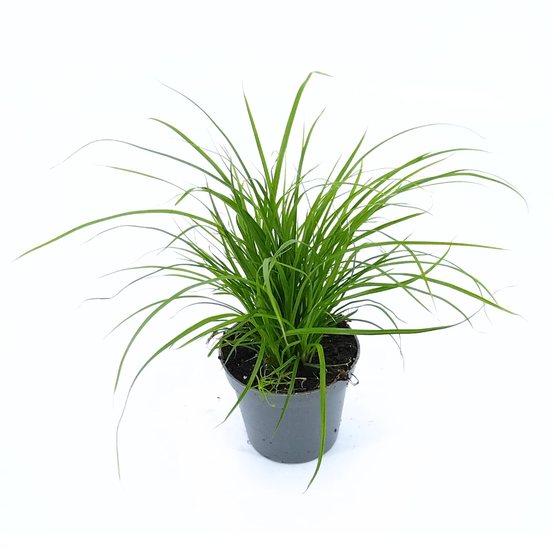 Carex Brunnea - Sás - 6/17