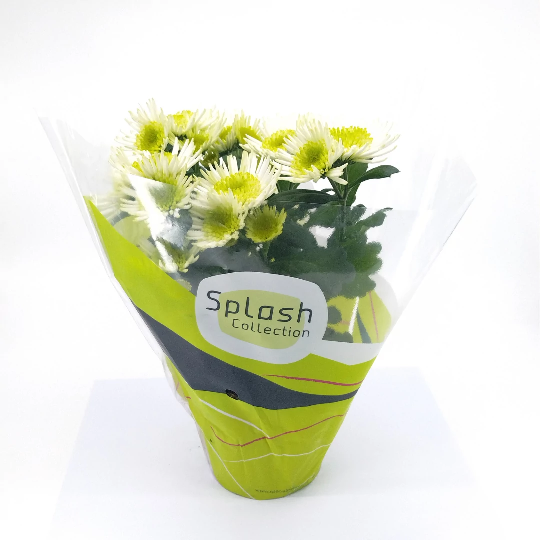 Chrysanthemum Splash Meadow - Krizantém - 12/26