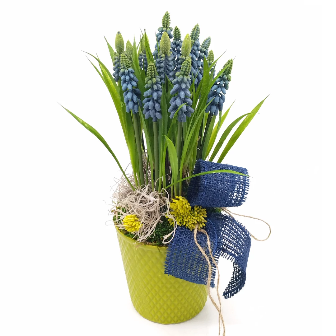 Gyöngyike kaspóban 34 cm