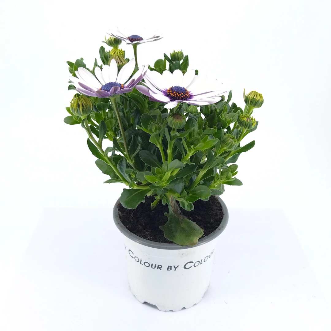 Osteospermum OSTEO OV - Napvirág - 10/22