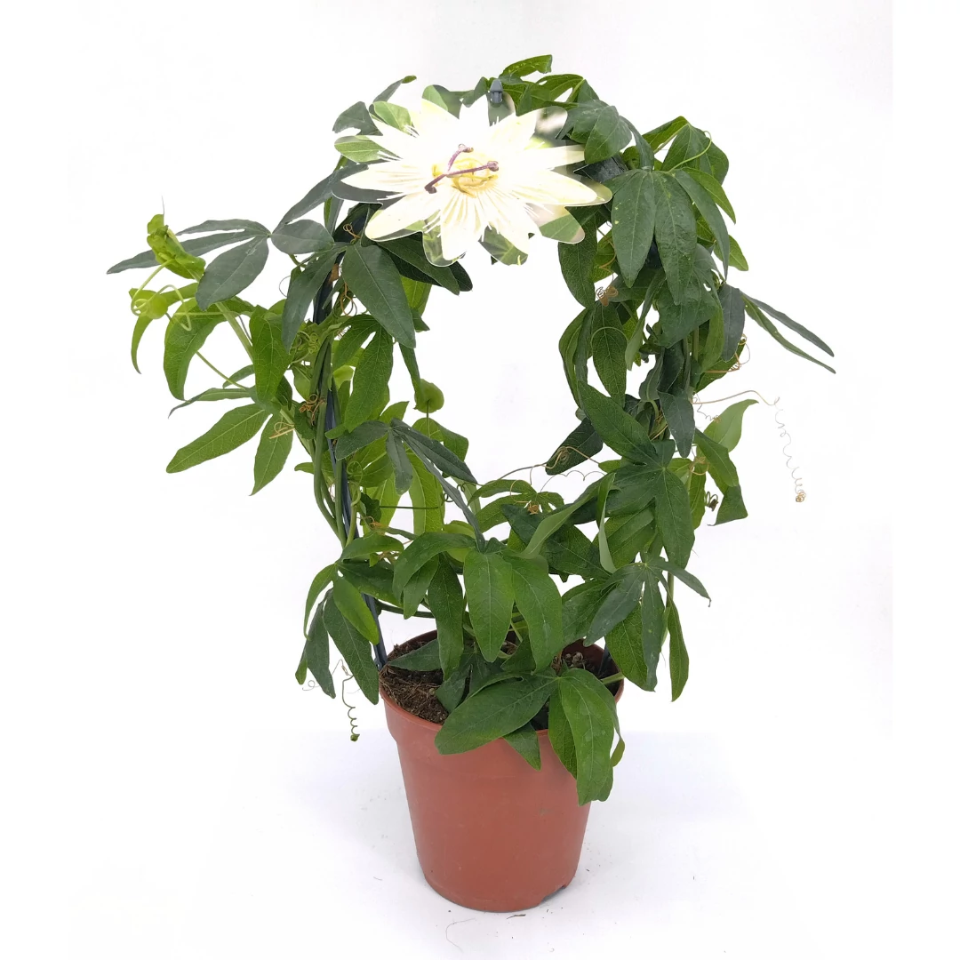 Passiflora Caerulea - Golgotavirág - 12/40 fehér