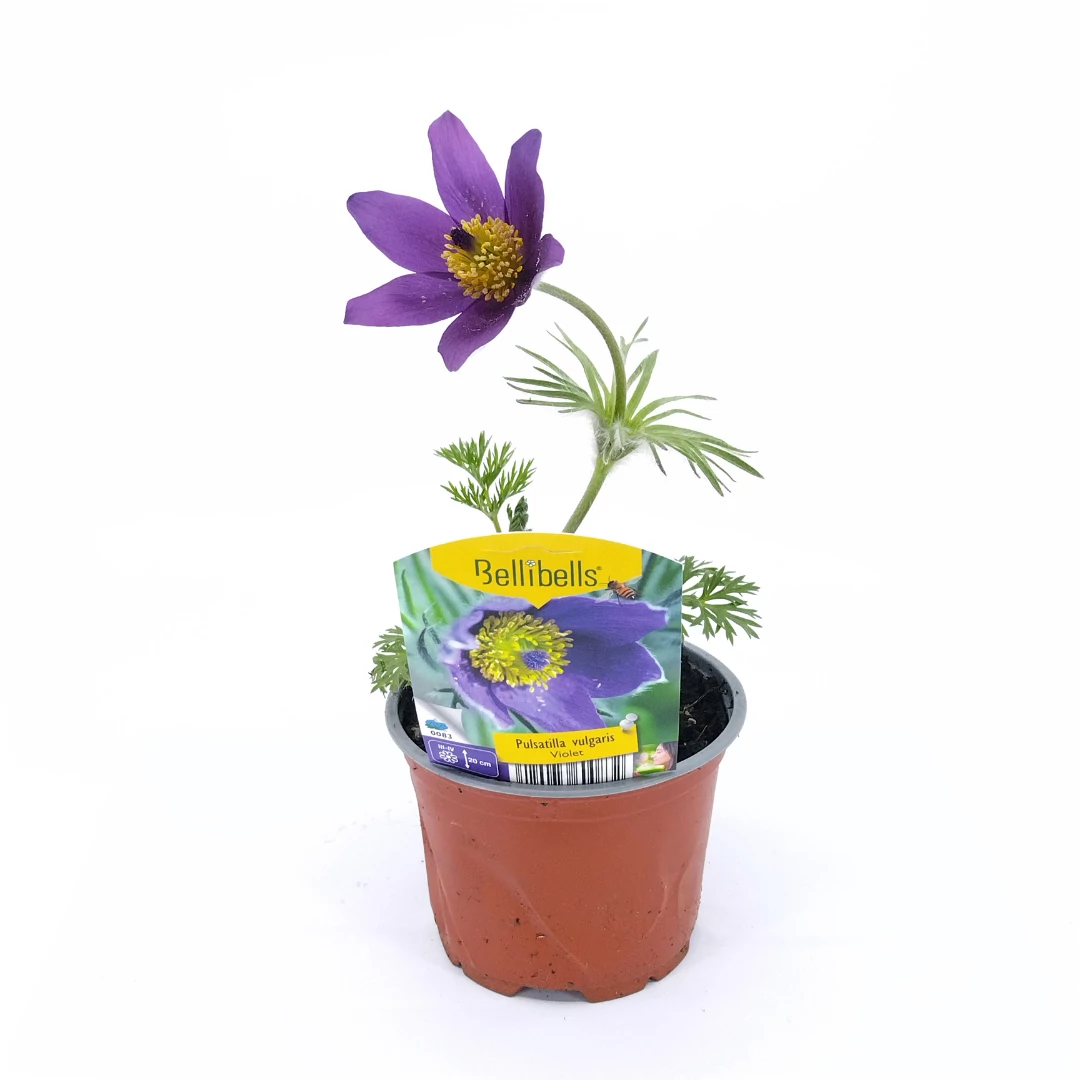 Pulsatilla Vulgaris - Kökörcsin - 10/25