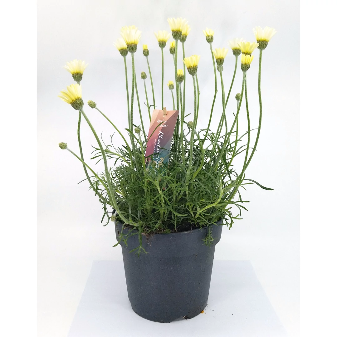 Rhodanthemum Zagora Yellow - Francia margaréta - 17/45