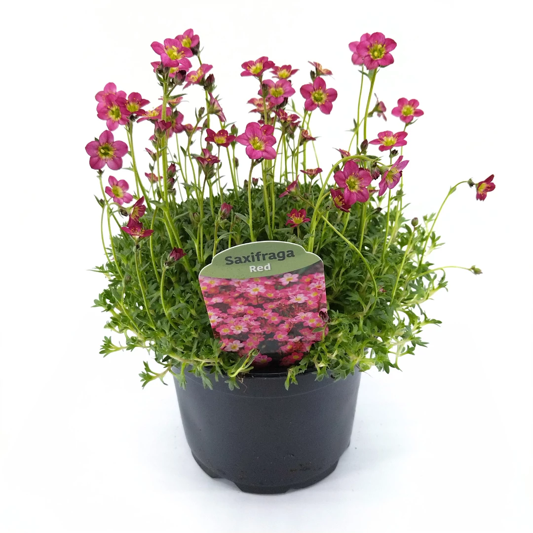 Saxifraga Arendsii Red - Kőtörőfű - 13/24