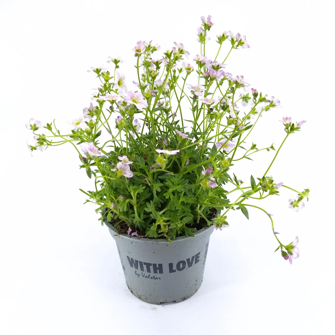 Saxifraga - Kőtörőfű - 12/25 halvány rózsaszín