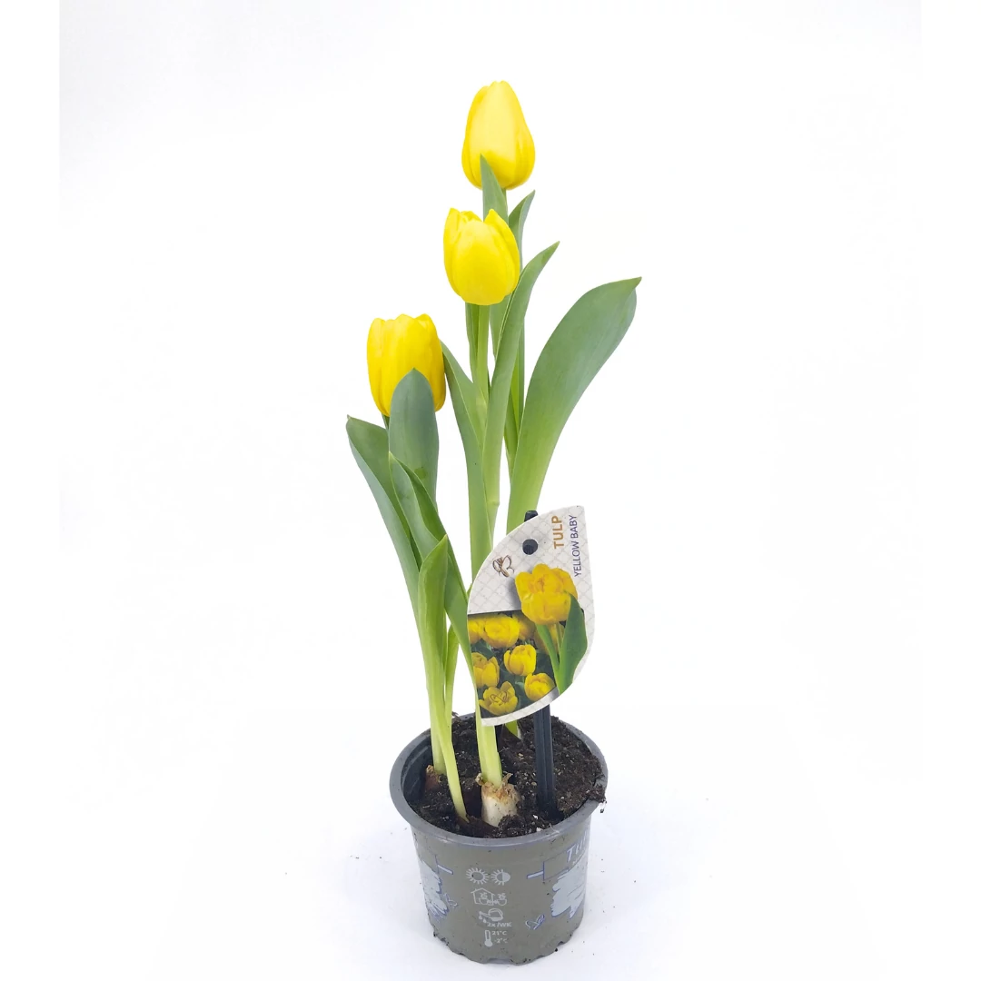 Tulip Yellow Baby - Tulipán - 9/12-34